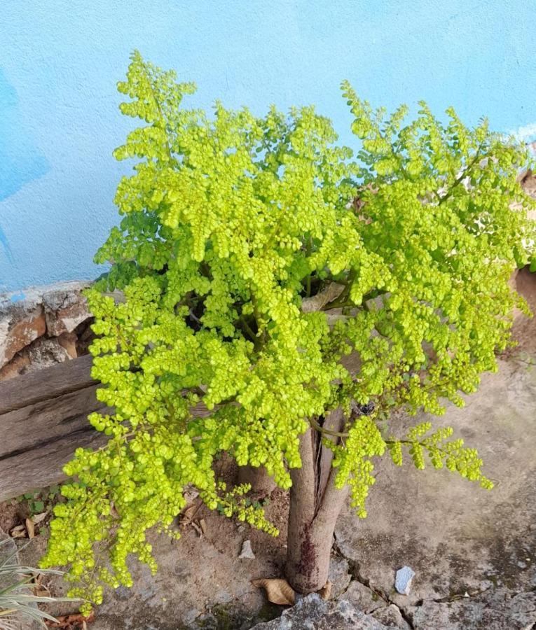 Sitio Sao Benedito Pirenópolis المظهر الخارجي الصورة