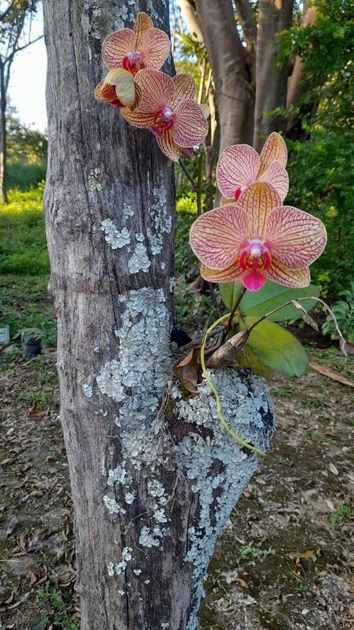 Sitio Sao Benedito Pirenópolis المظهر الخارجي الصورة